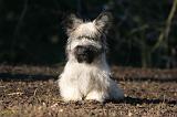 SKYE TERRIER 046